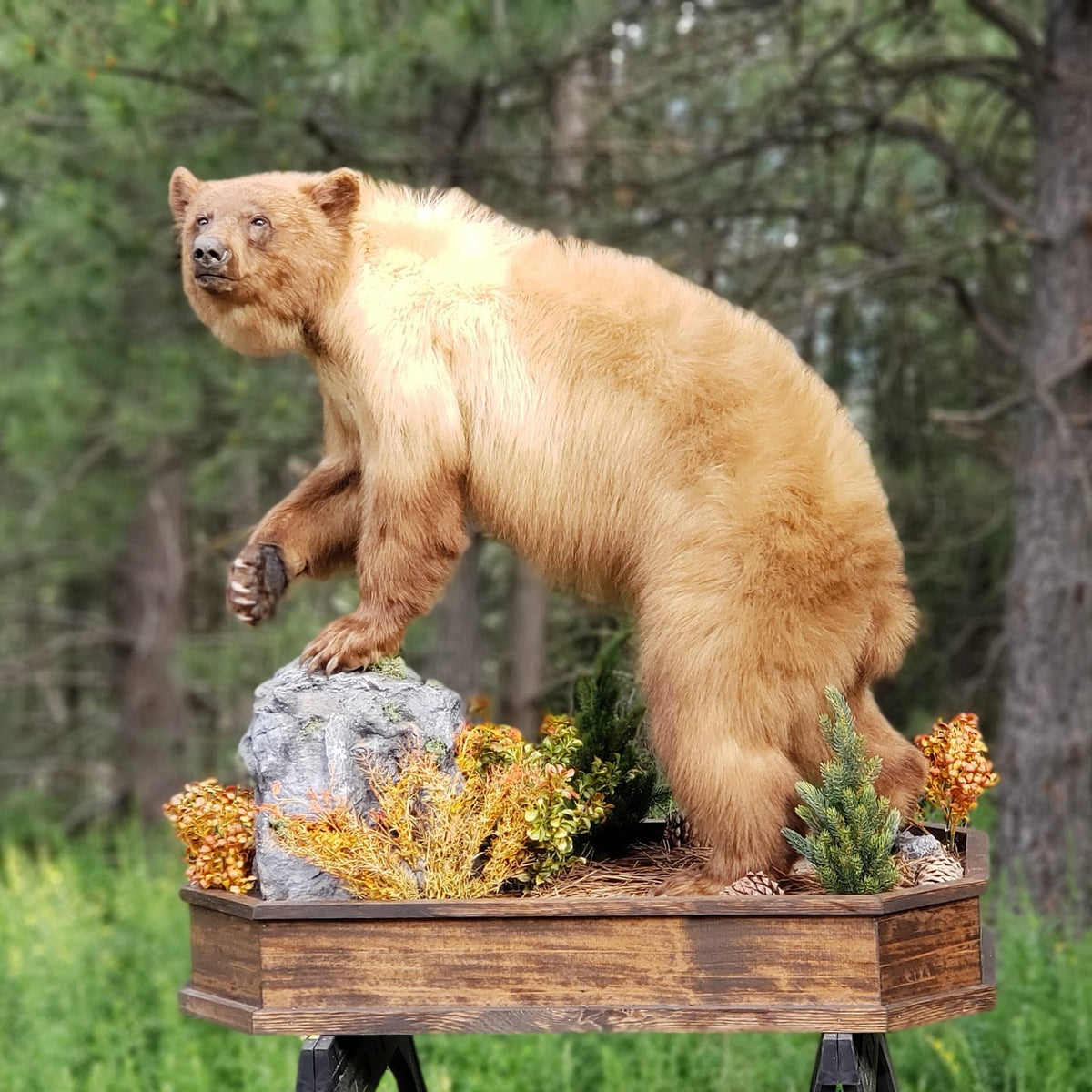 Black Bear Life Size Mount - Taxidermy Service