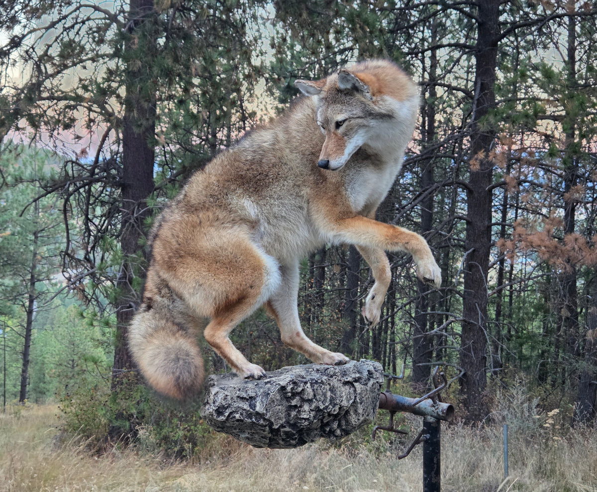 Coyote Life Size Mount - Taxidermy Service