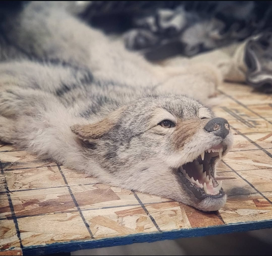 Coyote Rug - Taxidermy Service