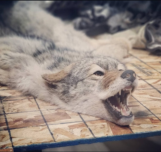Coyote Rug - Taxidermy Service