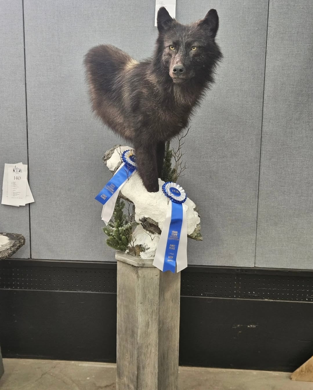 Wolf Shoulder Mount - Taxidermy Service