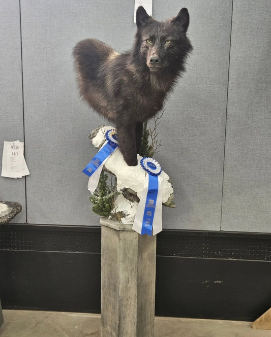 Wolf Shoulder Mount - Taxidermy Service