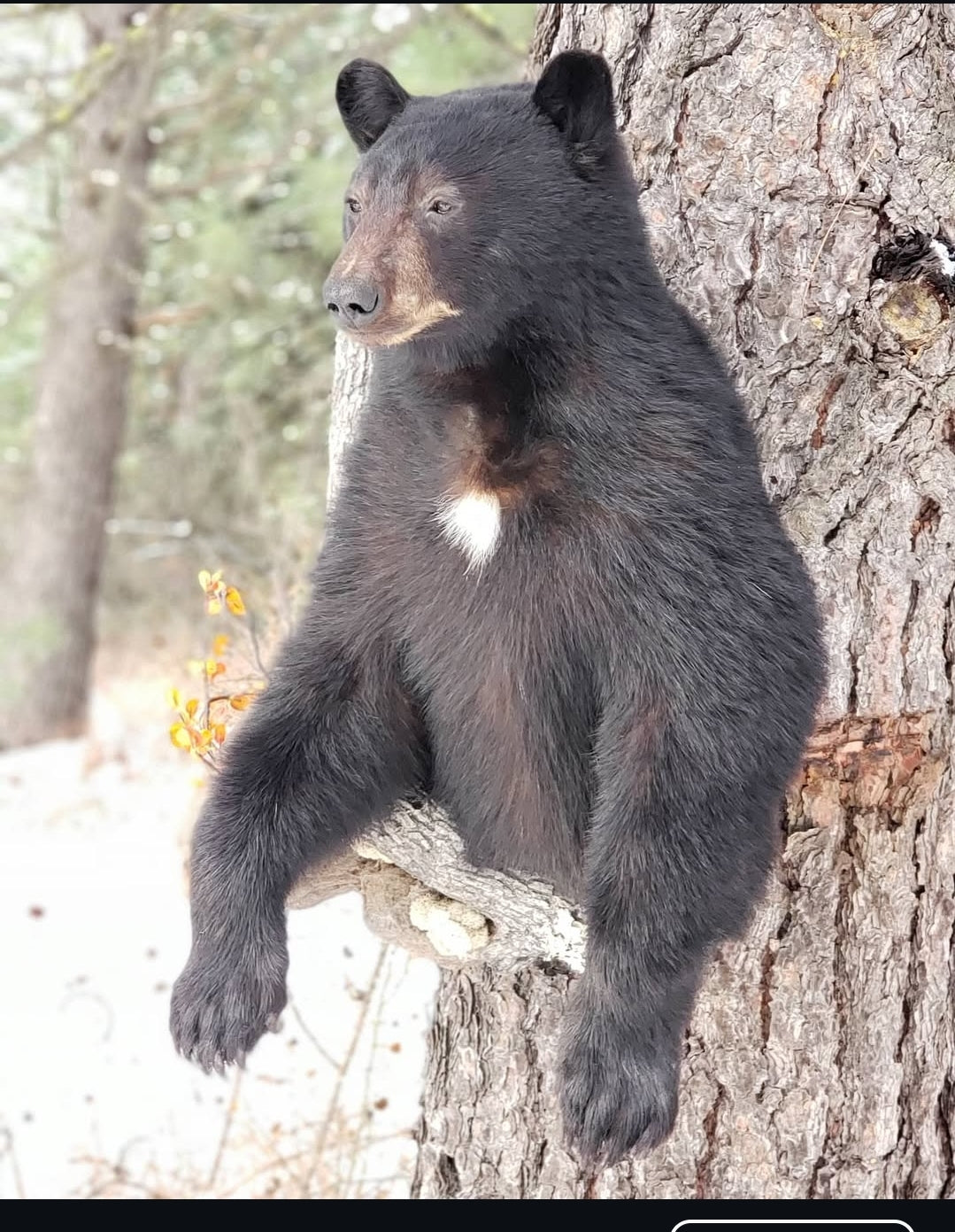 Black Bear Half Mount - Taxidermy Service