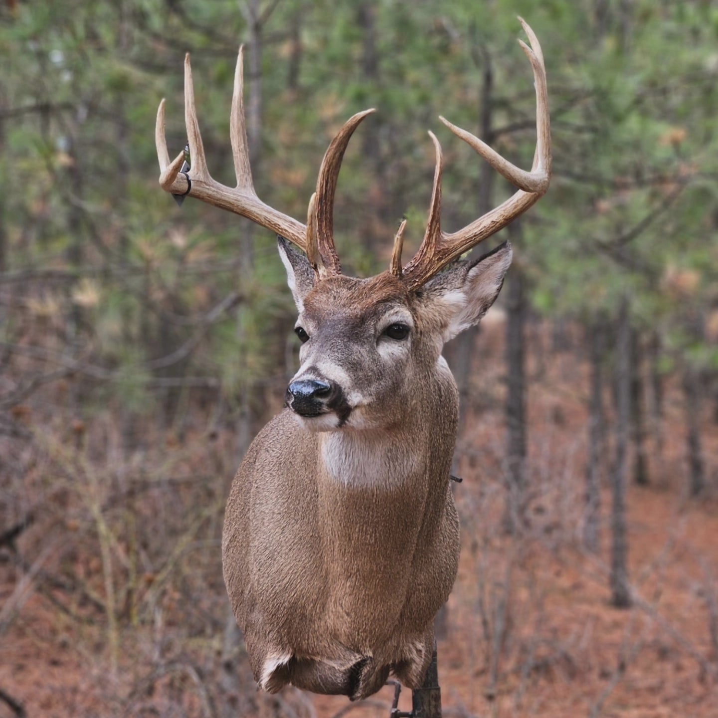 Deer Shoulder Mount - Taxidermy Service