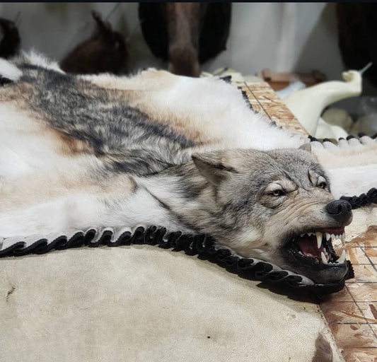 Wolf Rug - Taxidermy Service