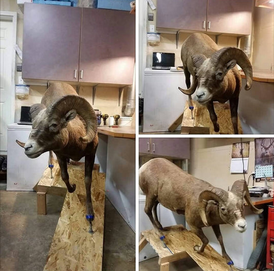 Sheep Life Size Mount - Taxidermy Service