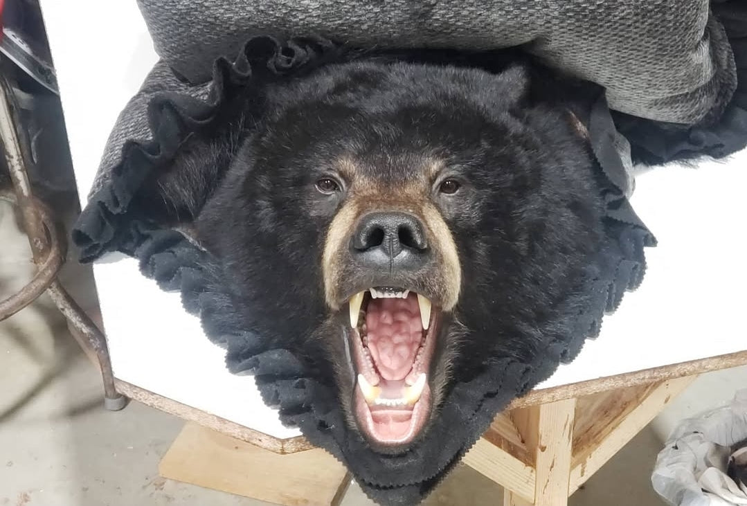 Black Bear Rug - Taxidermy Service