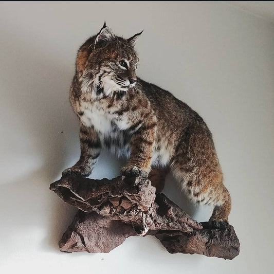 Bobcat Life Size Mount - Taxidermy Service