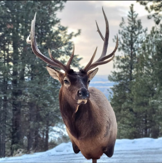 Elk Shoulder Mount - Taxidermy Service