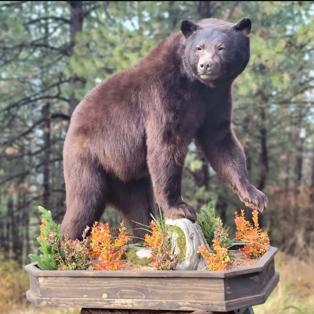 Black Bear Life Size Mount - Taxidermy Service