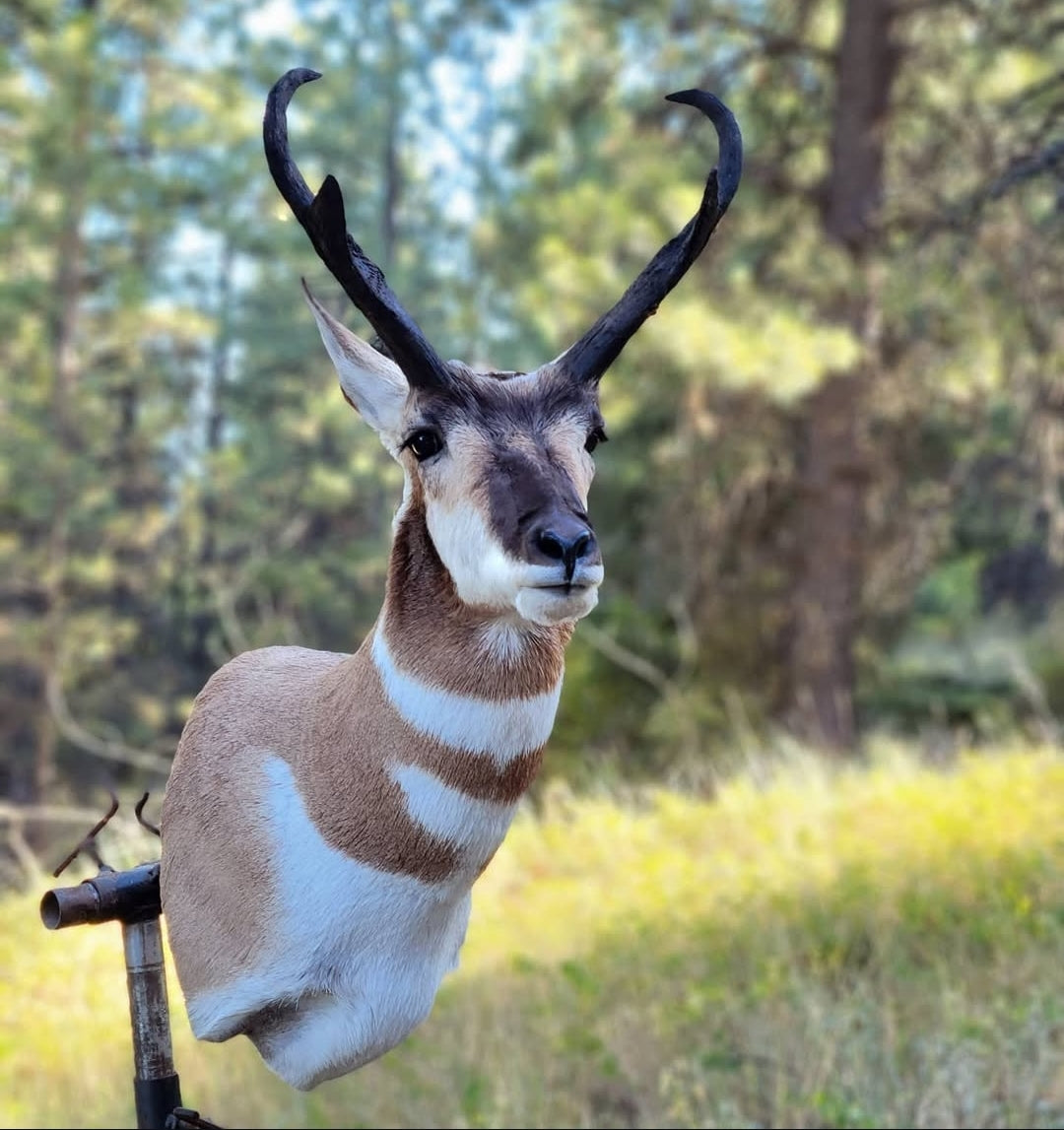 Antelope Shoulder Mount - Taxidermy Service