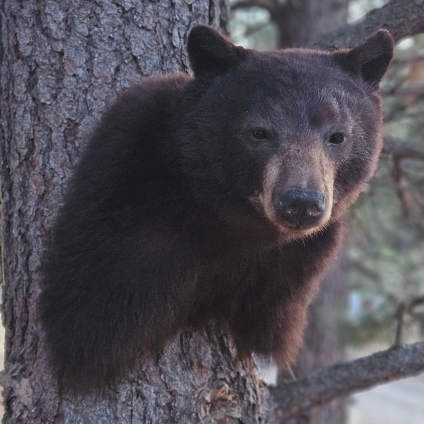 Black Bear Shoulder Mount - Taxidermy Service