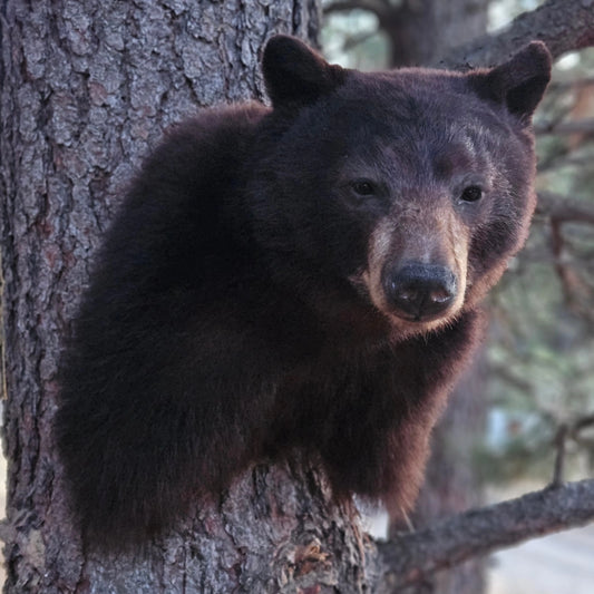 Black Bear Shoulder Mount - Taxidermy Service