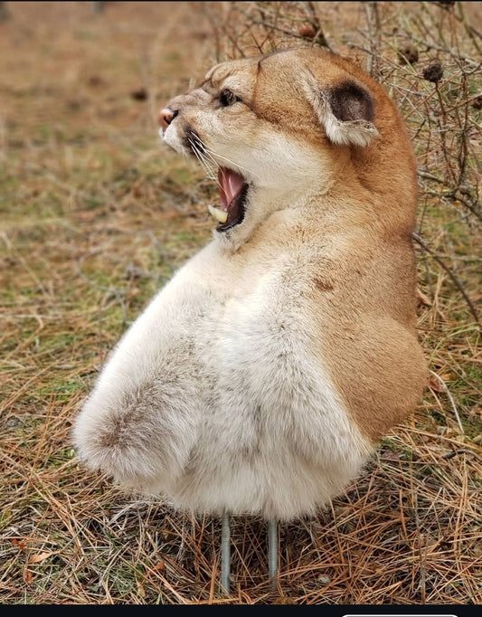 Mountain Lion Shoulder Mount - Taxidermy Service