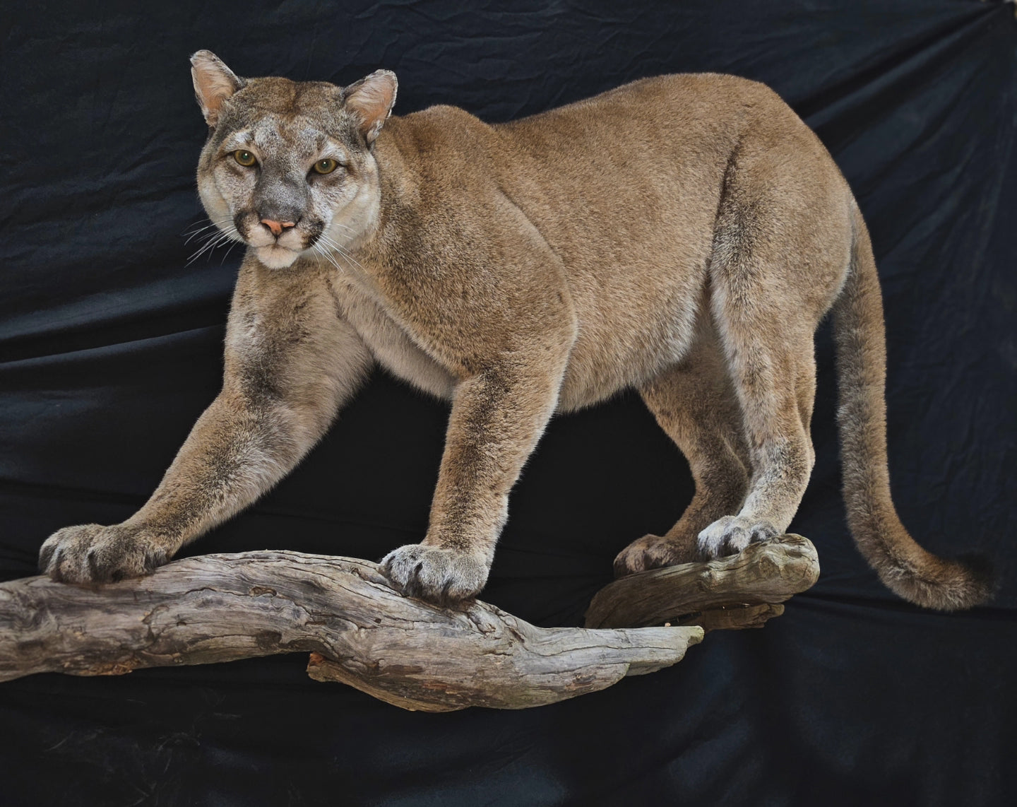 Mountain Lion Life Size Mount - Taxidermy Service
