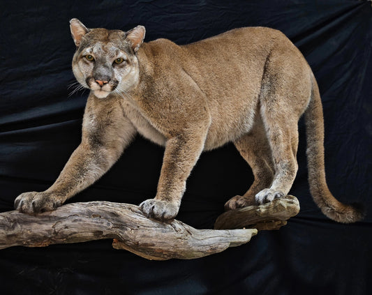 Mountain Lion Life Size Mount - Taxidermy Service