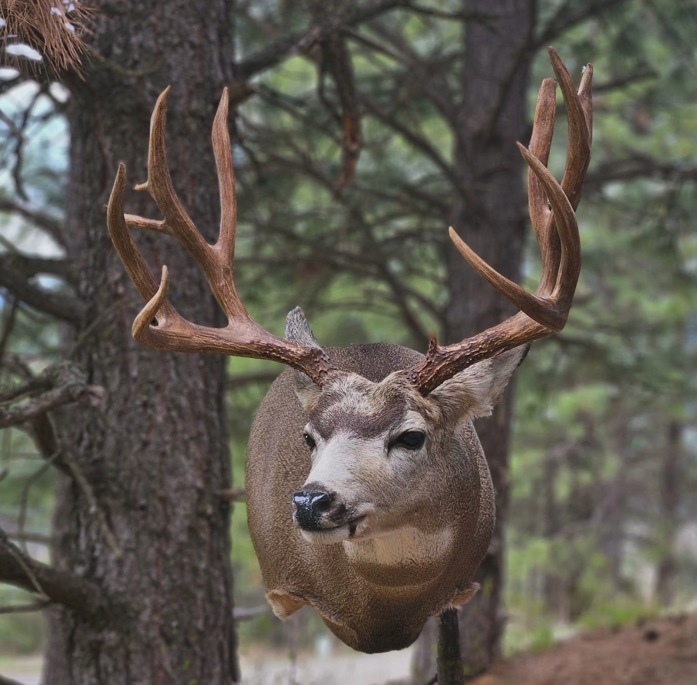 Deer Shoulder Mount - Taxidermy Service