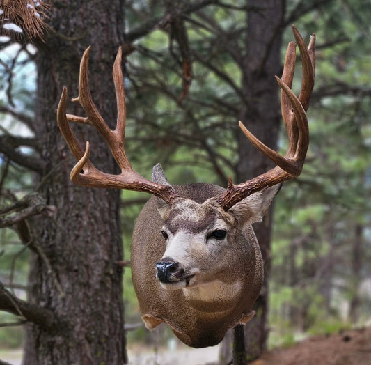 Deer Shoulder Mount - Taxidermy Service