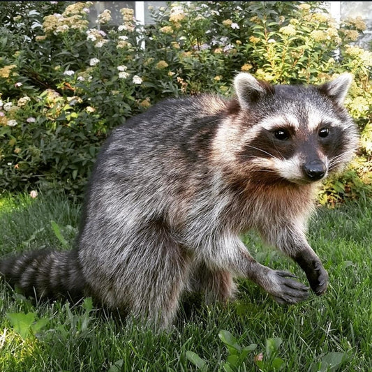 Raccoon Life Size Mount - Taxidermy Service