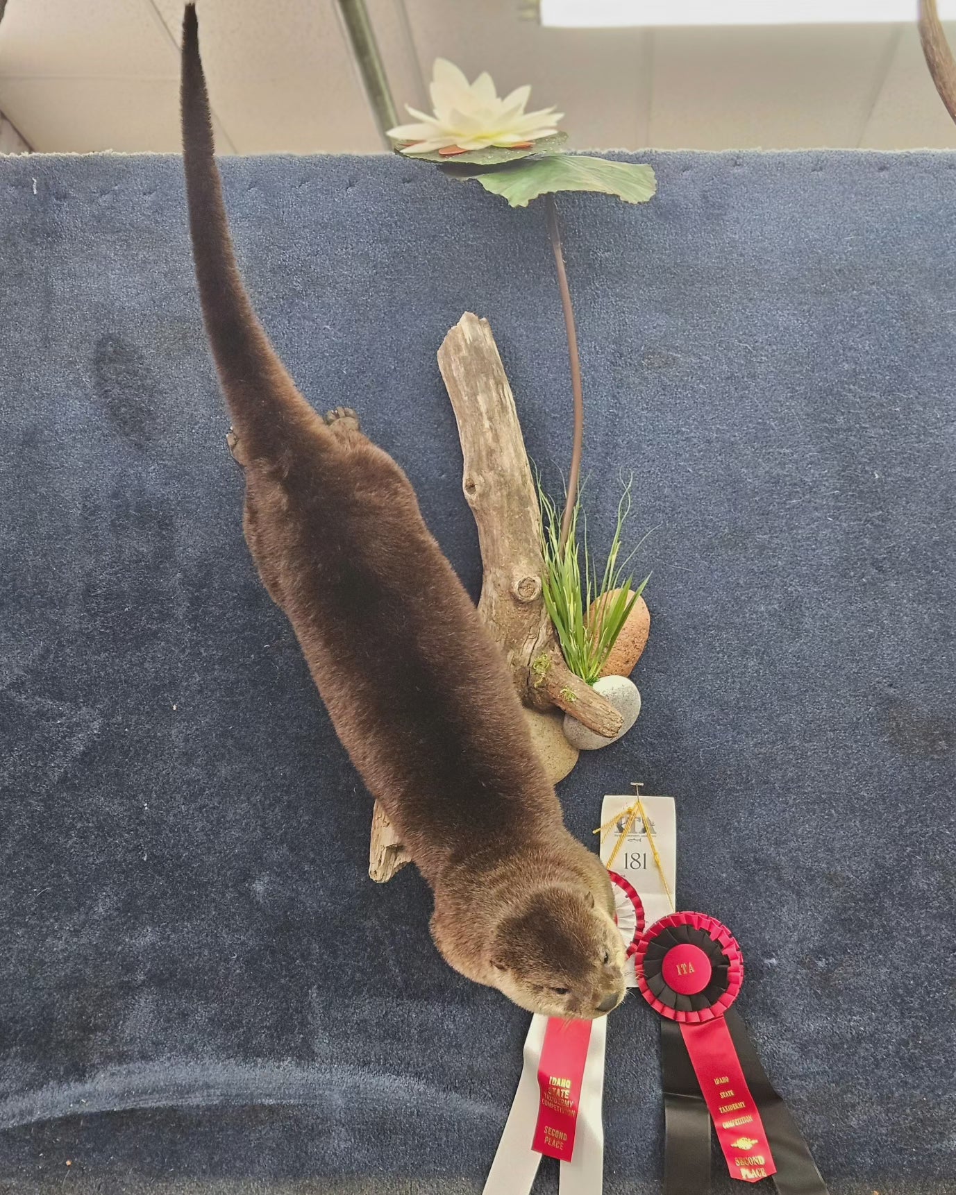 Otter Life Size Mount - Taxidermy Service