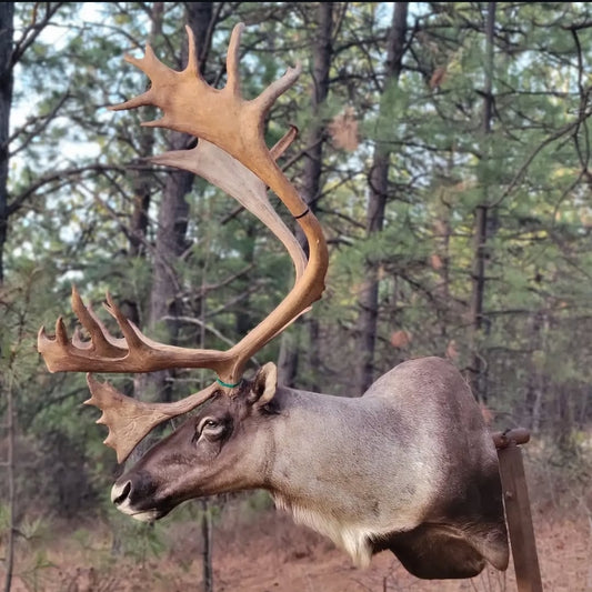 Caribou Shoulder Mount - Taxidermy Service