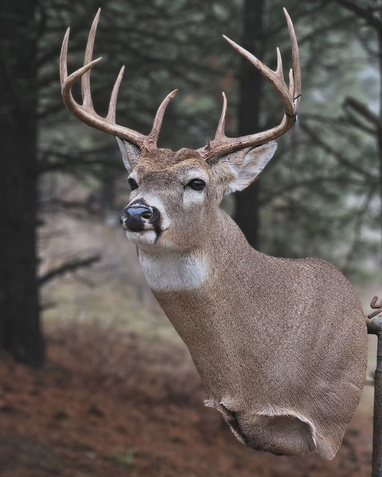 Deer Shoulder Mount - Taxidermy Service