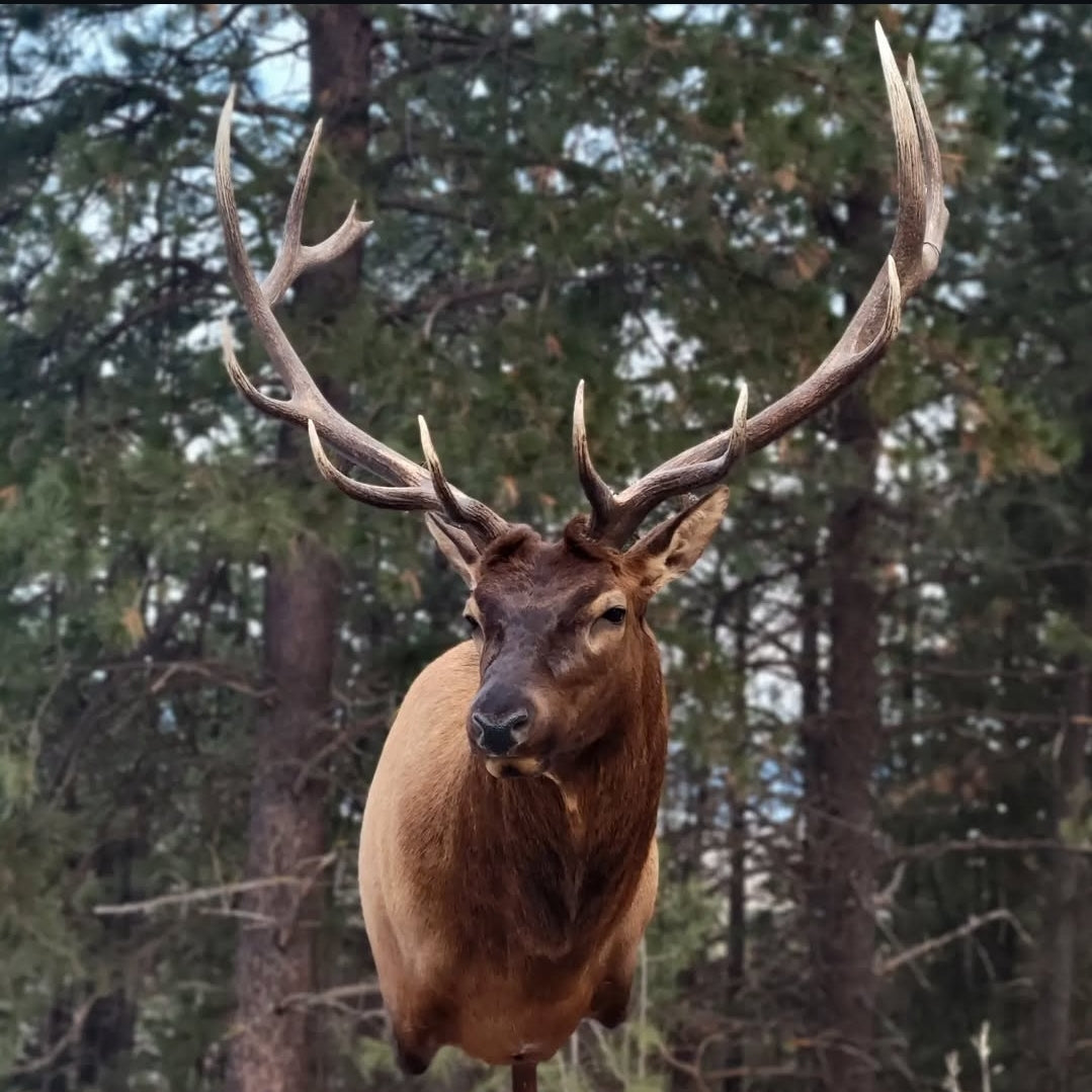 Elk Shoulder Mount - Taxidermy Service