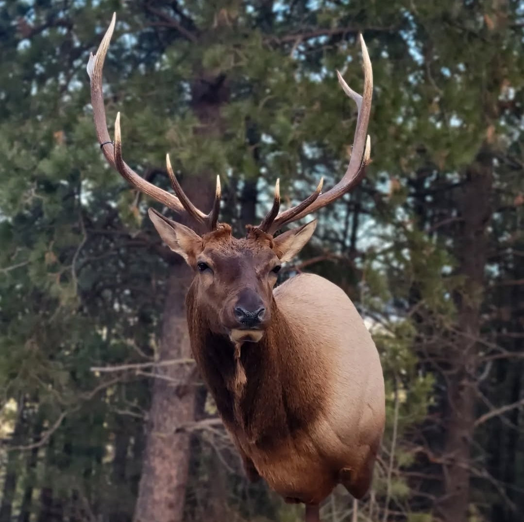 Elk Shoulder Mount - Taxidermy Service