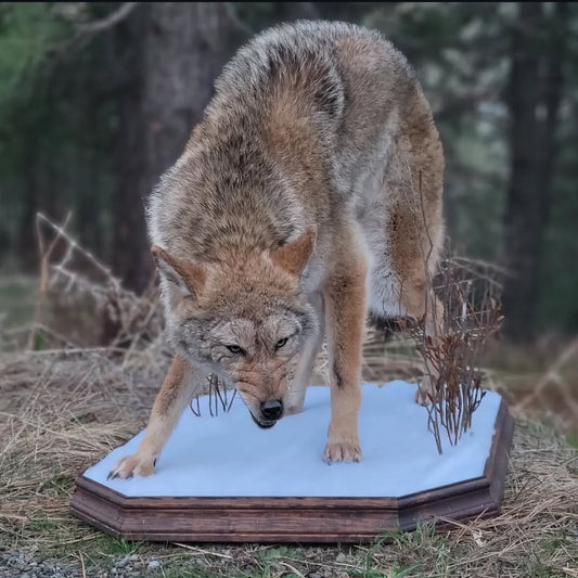 Coyote Life Size Mount - Taxidermy Service