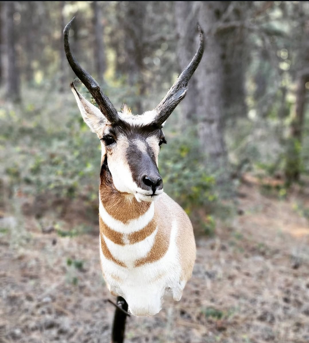 Antelope Shoulder Mount - Taxidermy Service