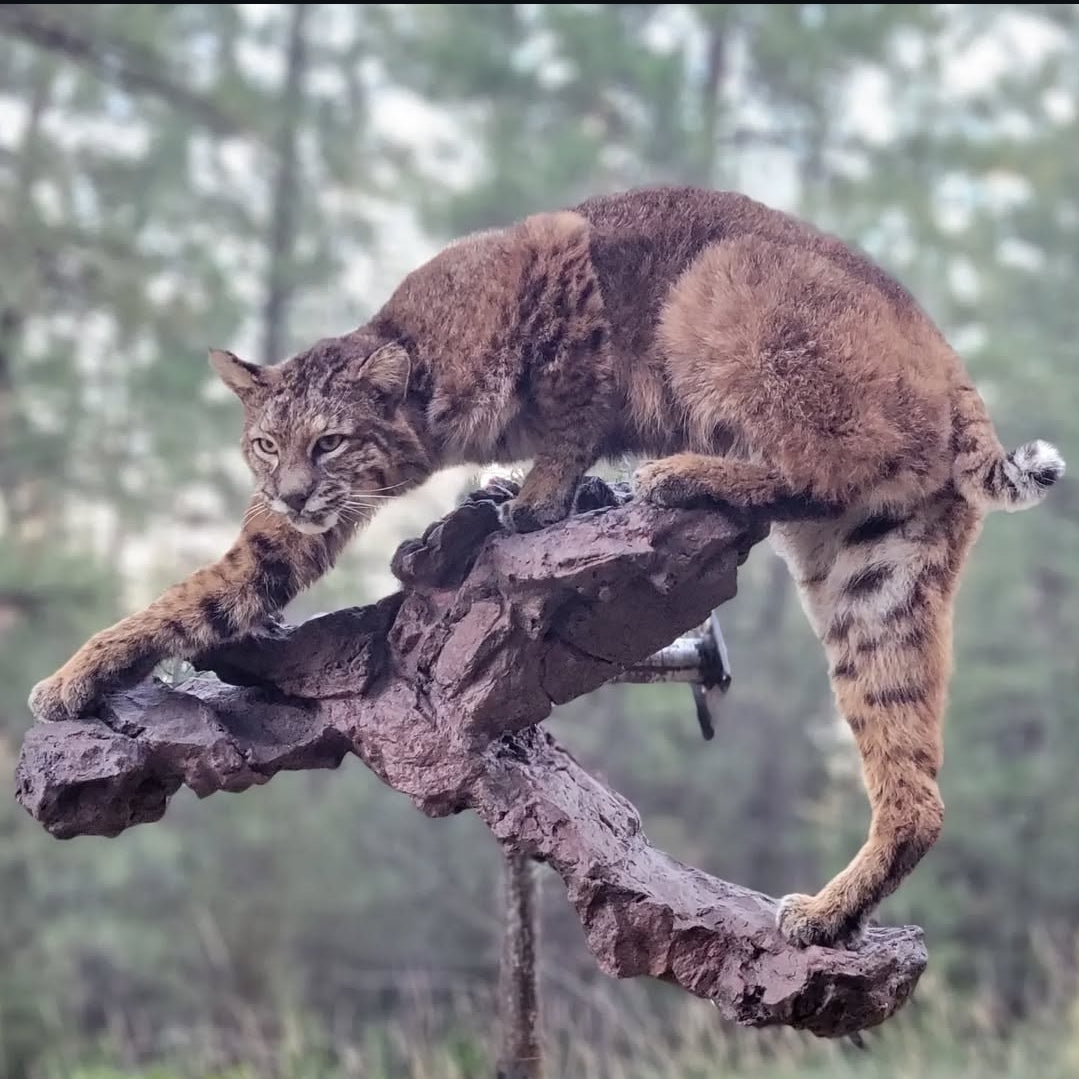 Bobcat Life Size Mount - Taxidermy Service