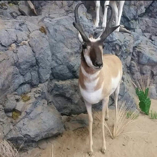 Antelope Life Size Mount - Taxidermy Service