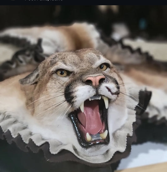 Mountain Lion Rug - Taxidermy Service