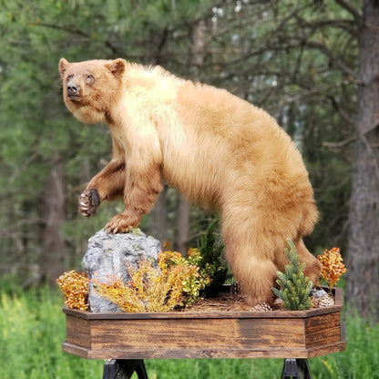Black Bear Life Size Mount - Taxidermy Service
