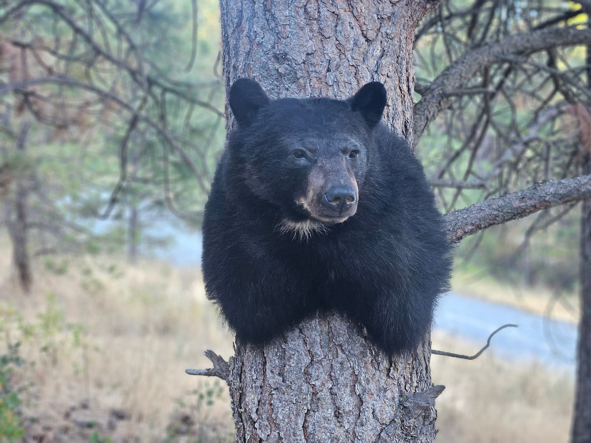 Black Bear Shoulder Mount - Taxidermy Service