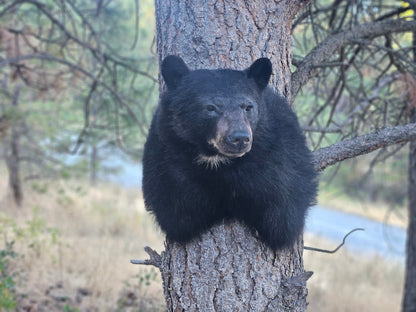 Black Bear Shoulder Mount - Taxidermy Service