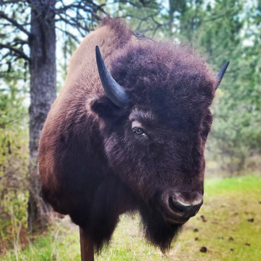 Bison Shoulder Mount - Taxidermy Service