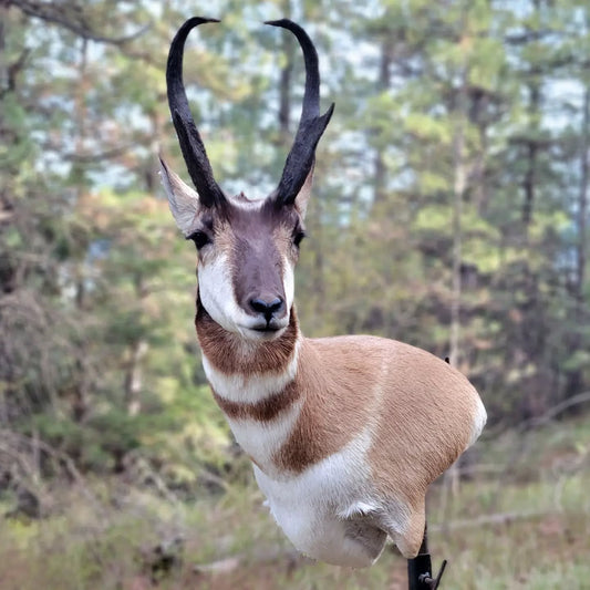 Antelope Shoulder Mount - Taxidermy Service