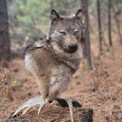 Wolf Shoulder Mount - Taxidermy Service