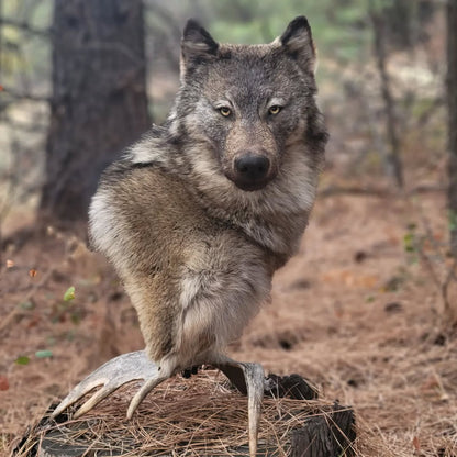 Wolf Shoulder Mount - Taxidermy Service