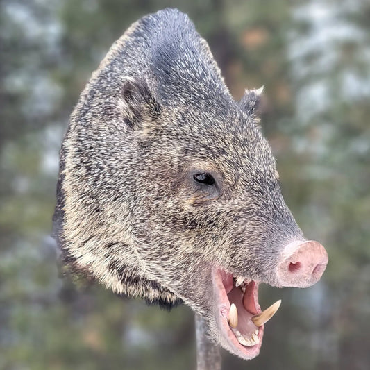 Wild Boar Shoulder Mount - Taxidermy Service