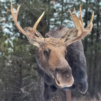 Shiras Moose Shoulder Mount - Taxidermy Service