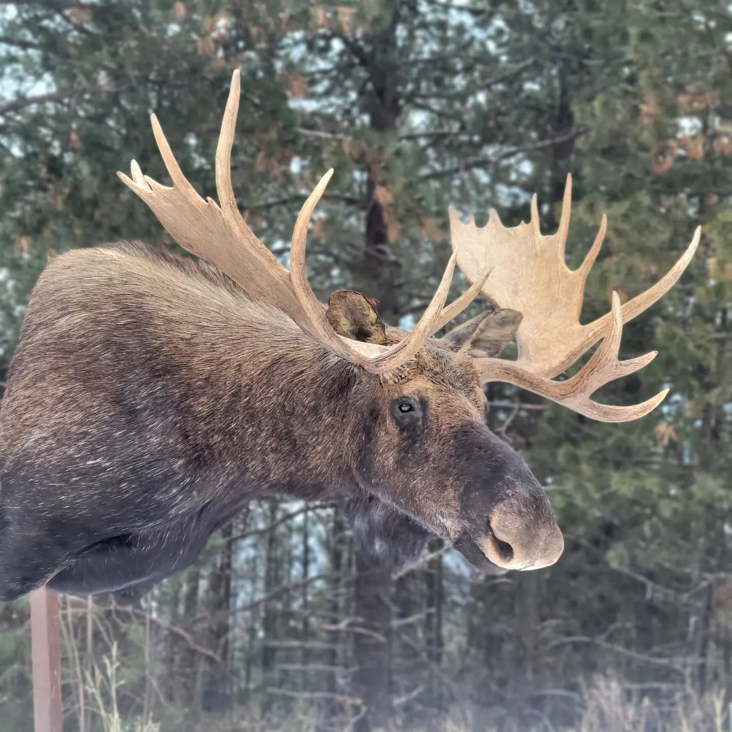 Shiras Moose Shoulder Mount - Taxidermy Service