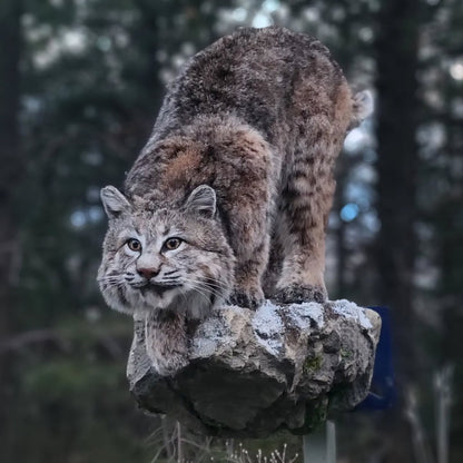 Bobcat Life Size Mount - Taxidermy Service