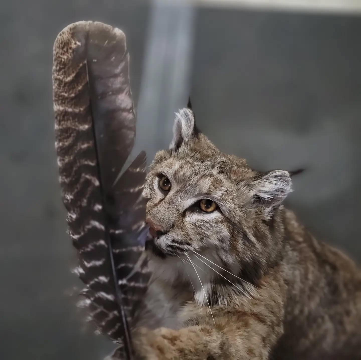 Bobcat Life Size Mount - Taxidermy Service