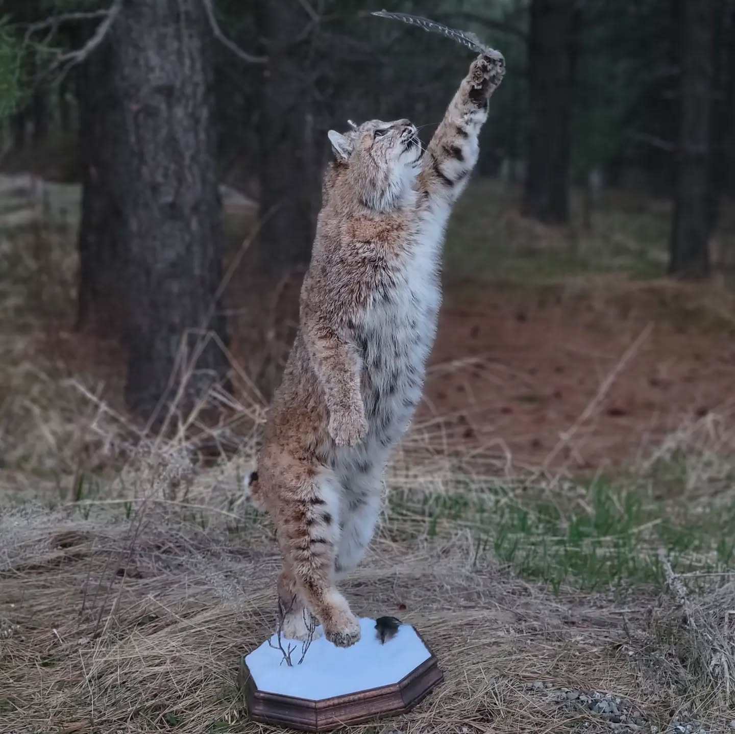 Bobcat Life Size Mount - Taxidermy Service