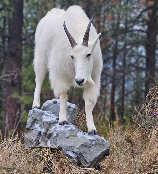 Mountain Goat Life Size Mount - Taxidermy Service