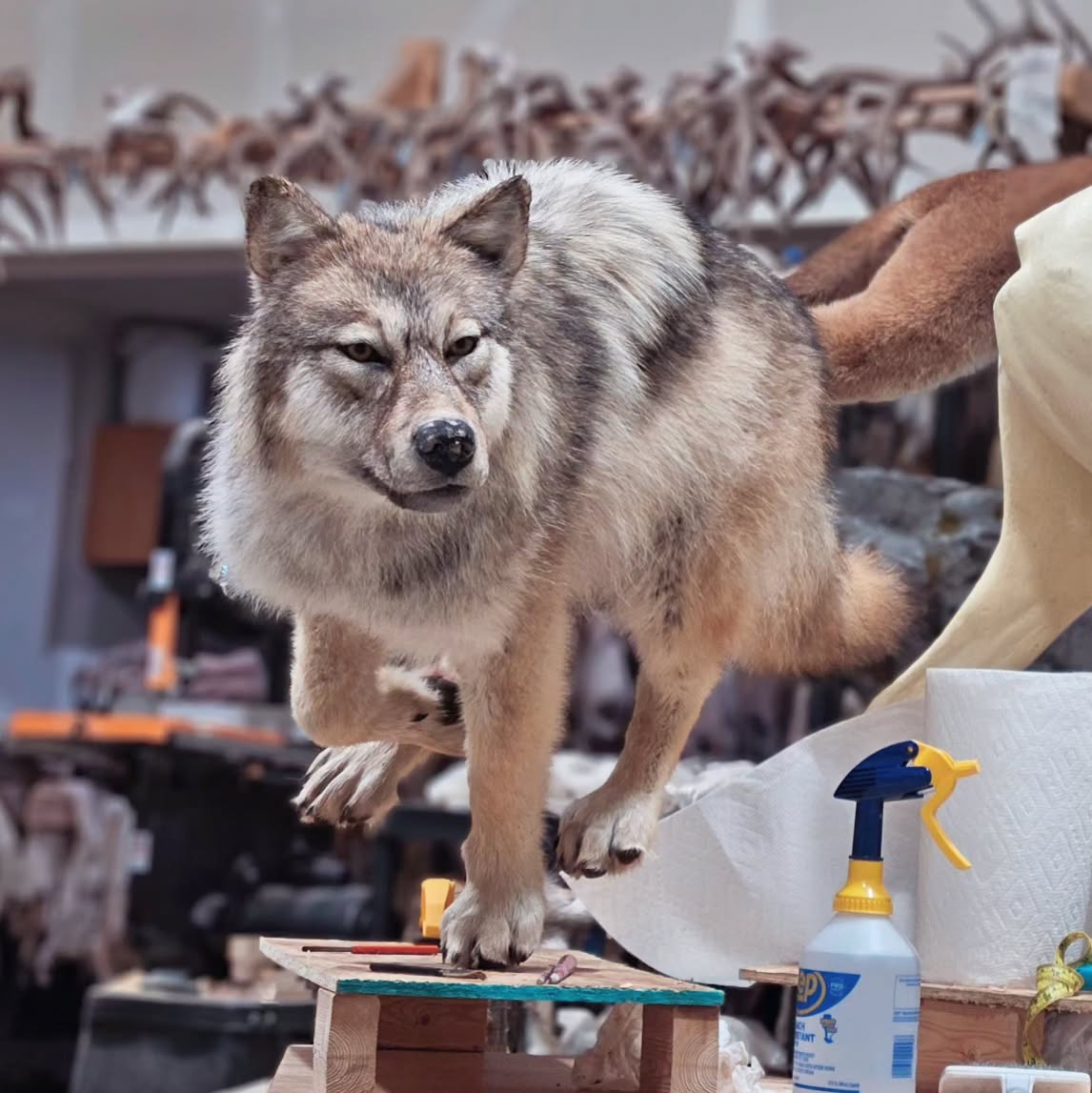 Wolf Life Size Mount - Taxidermy Service