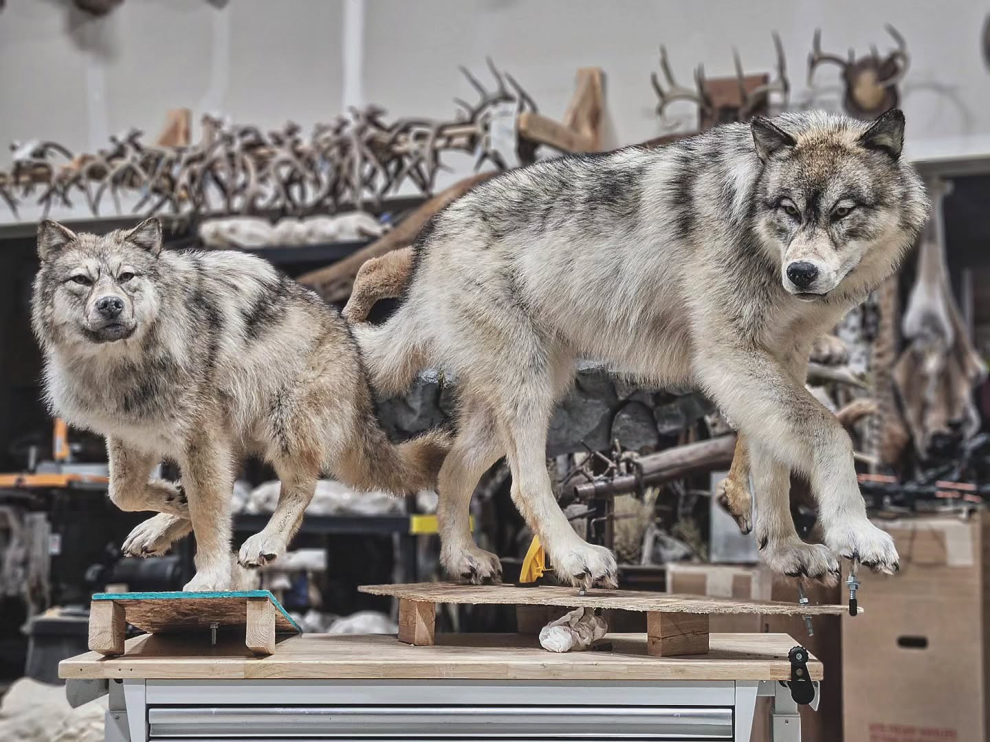 Wolf Life Size Mount - Taxidermy Service