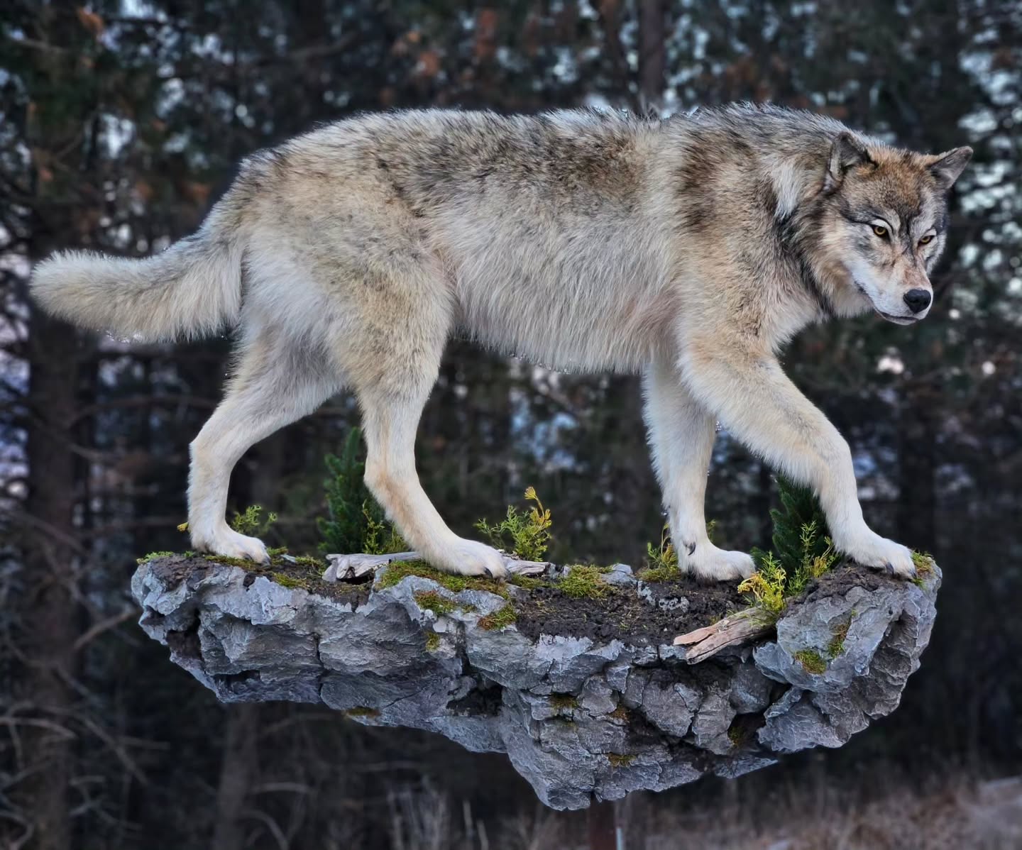 Wolf Life Size Mount - Taxidermy Service